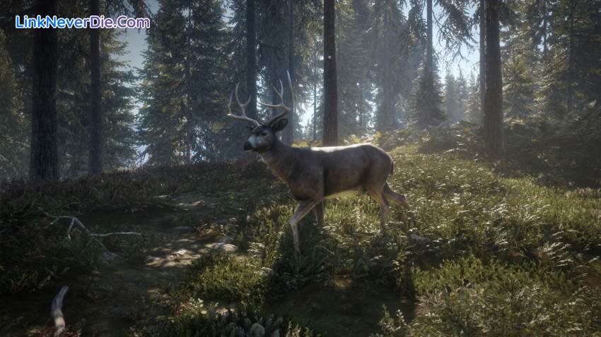 Hình ảnh trong game theHunter: Call of the Wild (screenshot)