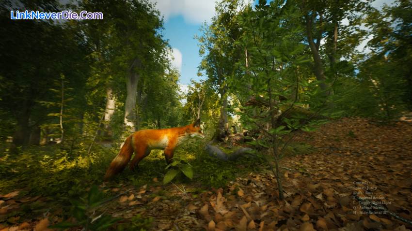 Hình ảnh trong game Morels: The Hunt (screenshot)