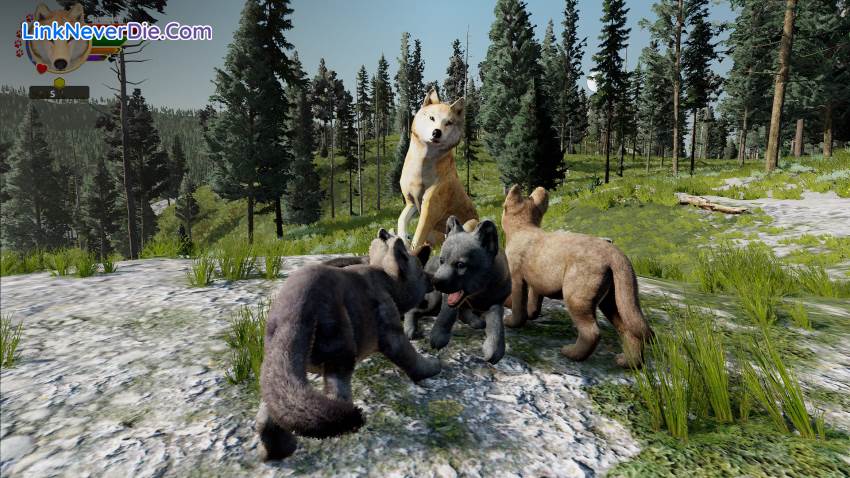 Hình ảnh trong game WolfQuest: Anniversary Edition (screenshot)